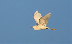 Snowy Egret